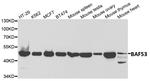 BAF53A Antibody in Western Blot (WB)