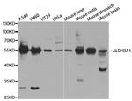 ALDH3A1 Antibody in Western Blot (WB)