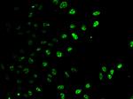 E2F6 Antibody in Immunocytochemistry (ICC/IF)