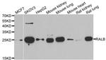 RALB Antibody in Western Blot (WB)