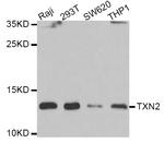 Thioredoxin 2 Antibody in Western Blot (WB)