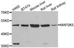 MEK5 Antibody in Western Blot (WB)