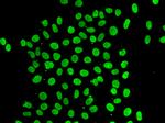 QKI Antibody in Immunocytochemistry (ICC/IF)