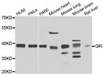 QKI Antibody in Western Blot (WB)