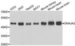 DNAJA2 Antibody in Western Blot (WB)