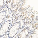 IL-21 Antibody in Immunohistochemistry (Paraffin) (IHC (P))