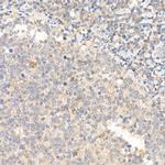 IL-21 Antibody in Immunohistochemistry (Paraffin) (IHC (P))