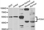 PON1 Antibody in Western Blot (WB)