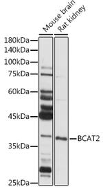 BCAT2 Antibody in Western Blot (WB)