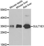 SULT1E1 Antibody in Western Blot (WB)