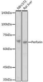 Perforin Antibody in Western Blot (WB)