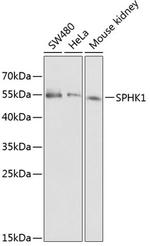 SPHK1 Antibody in Western Blot (WB)