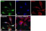 RACK1 Antibody in Immunocytochemistry (ICC/IF)