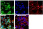 RACK1 Antibody in Immunocytochemistry (ICC/IF)