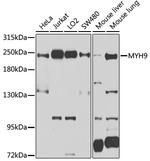 MYH9 Antibody in Western Blot (WB)