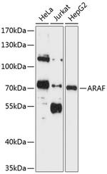 A-Raf Antibody in Western Blot (WB)