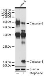 Caspase 8 Antibody in Western Blot (WB)