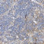 Caspase 12 Antibody in Immunohistochemistry (Paraffin) (IHC (P))