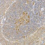 Caspase 12 Antibody in Immunohistochemistry (Paraffin) (IHC (P))