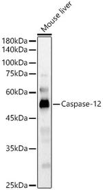 Caspase 12 Antibody in Western Blot (WB)