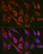 Cytochrome C Antibody in Immunocytochemistry (ICC/IF)