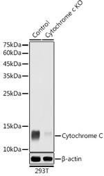 Cytochrome C Antibody