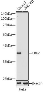 ERK2 Antibody