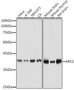 ERK2 Antibody in Western Blot (WB)