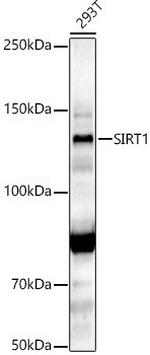 SIRT1 Antibody in Western Blot (WB)