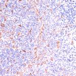 IKK epsilon Antibody in Immunohistochemistry (Paraffin) (IHC (P))