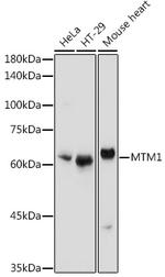 MTM1 Antibody in Western Blot (WB)