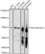 NEFL Antibody in Western Blot (WB)