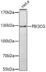 PIK3CG Antibody in Western Blot (WB)