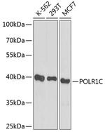 POLR1C Antibody in Western Blot (WB)