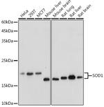 SOD1 Antibody in Western Blot (WB)