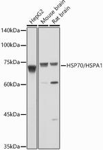 HSP70 Antibody in Western Blot (WB)