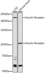 INSR Antibody in Western Blot (WB)