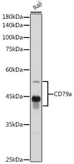 CD79a Antibody in Western Blot (WB)