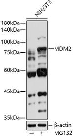 MDM2 Antibody in Western Blot (WB)