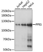 PPIG Antibody in Western Blot (WB)