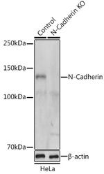 N-cadherin Antibody