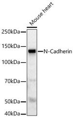 N-cadherin Antibody in Western Blot (WB)