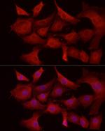 MCL-1 Antibody in Immunocytochemistry (ICC/IF)