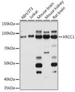 XRCC1 Antibody in Western Blot (WB)