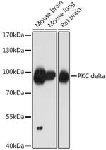 PKC delta Antibody in Western Blot (WB)