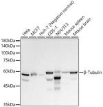 beta Tubulin Antibody in Western Blot (WB)