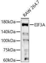 eIF3a Antibody in Western Blot (WB)