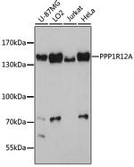 MYPT1 Antibody in Western Blot (WB)