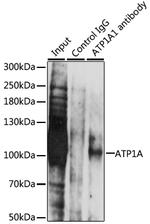 ATP1A1 Antibody in Immunoprecipitation (IP)