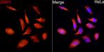 DNM1L Antibody in Immunocytochemistry (ICC/IF)